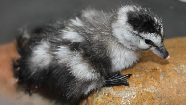 Jedno z letošních mláďat. Odchov kachniček obojkových se zařadil mezi letošních top 5 ptačích odchovů pražské zoo. Foto: Antonín Vaidl, Zoo Praha