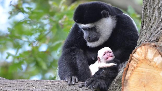 Samice Lucie se svým novým mládětem. Foto: Vít Lukáš, Zoo Praha 