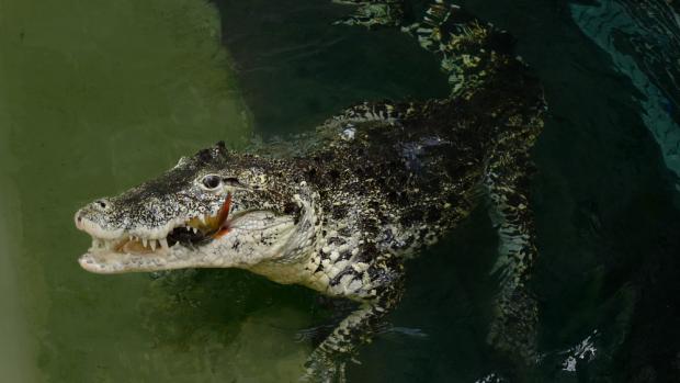 Snímek samice Sapfó během krmení byl pořízen fotoaparátem na dálkové ovládání. Foto: Miroslav Bobek, Zoo Praha