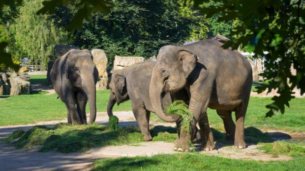 Údolí slonů se stane jedním z center čtvrteční slavnosti. Sloni dostanou speciální enrichment při příležitosti hned dvou výročí: Sloni obývají Zoo Praha přesně 90 let a současně moderní kapitola jejich zdejšího chovu – velkolepé Údolí slonů – se píše celou jednu dekádu. Foto Petr Hamerník, Zoo Praha