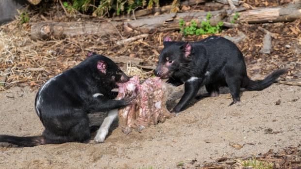 Samci ďáblů medvědovitých Durin a Elrond při krmení. Foto: Petr Hamerník, Zoo Praha