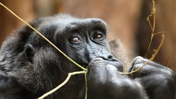 Kamba. Foto: Miroslav Bobek, Zoo Praha