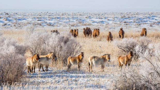 Koně Převalského se díky Zoo Praha vrací do Gobi. Foto: Miroslav Bobek