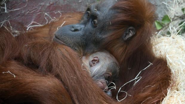 Foto: Miroslav Bobek, Zoo Praha