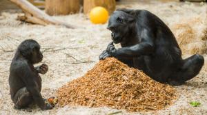 Except for Richard, the results were negative in the other gorillas (with the exception of Ajabu, whose results are not yet available). Photo: Petr Hamerník, Prague Zoo