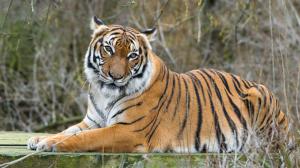 Tygr malajský, foto: Petr Hamerník, Zoo Praha