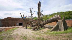 View of the construction of the outdoor enclosure for the western lowland gorillas. Author: Petr Hamerník, Prague Zoo