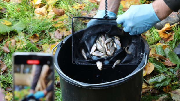 Small crucian carp before being released into the pond U Kamenného stolu in Vinoř, Prague. This is the first ever reintroduction of this species into the Czech countryside after it practically disappeared from it. Photo: Miroslav Bobek, Prague Zoo