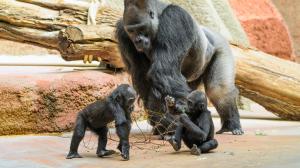 Vztah samce gorily nížinné Kisuma k jeho potomkům můžete na vlastní oči sledovat denně v pavilonu Rezervace Dja v horní části zahrady. Foto: Petr Hamerník, Zoo Praha