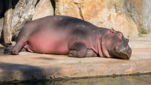 Foto: Tereza Mrhálková, Zoo Praha