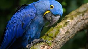 Na první pohled se ara Learův podobá arovi hyacintovému, je ale zhruba o čtvrtinu menší, peří nemá tak jednotně modré a žlutá lysina u zobáku je okrouhlá, nikoliv čárkovitá. Foto: Petr Hamerník