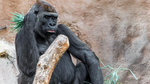 Bikira, samice gorily nížinné. Foto: Tomáš Adamec, Zoo Praha