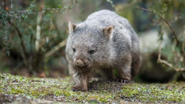 Vombat obecný Cooper, foto: Petr Hamerník, Zoo Praha