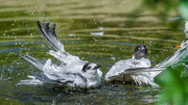 Dvanáct rybáků obecných mohou návštěvníci pražské zoo nově vidět v expozičním celku Ptačí mokřady. Foto: Petr Hamerník, Zoo Praha