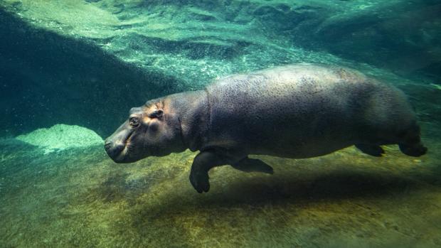 Foto: Petr Hamerník, Zoo Praha