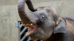 Foto: Petr Hamerník, Zoo Praha
