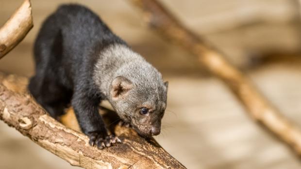 Prague Zoo has been keeping tayras since 2004, the first successful breeding of this species was in 2011 and it was the first tayra cub to be born in the Czech Republic. The photo shows one of the females. Author: Petr Hamerník, Prague Zoo 