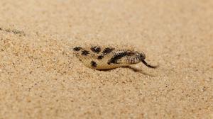 Tartar sand boa peeks out of the sand. Photo Miroslav Bobek