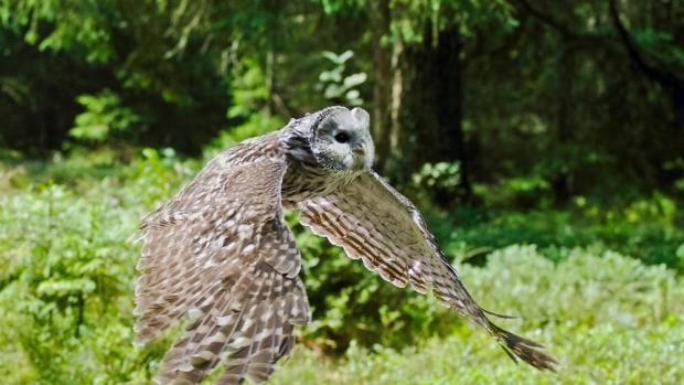 Young Ural Owl has enriched Šumava population. Photo: Ivan Dudáček