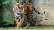 Achilles the Sumatran tiger making one of his first trips to the outdoor enclosure at the Feline and Reptile House. Photo Petr Hamerník, Prague Zoo
