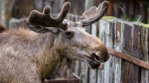 Foto: Petr Hamerník, Zoo Praha