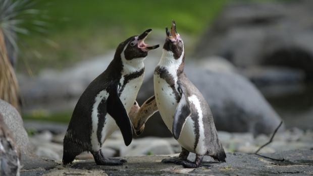 Foto: Petr Hamerník, Zoo Praha