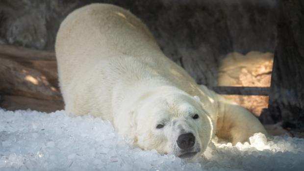 Aleut, being the more dominant of the polar bear brothers, was the first to explore the ice enrichment. Photo: Oliver Le Que, Prague Zoo