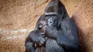 První fotografie Duni s mládětem. Foto Miroslav Bobek, Zoo Praha