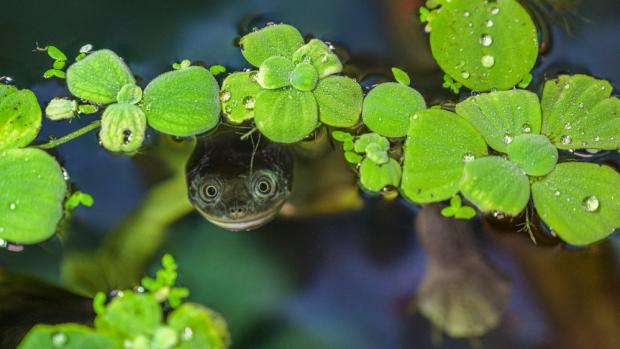 Po roce trpělivého odchovu Zoo Praha představuje vzácné dlouhokrčky rotiské. Návštěvníci je mohou obdivovat v prvním velkém akváriu ve vstupním rondelu Indonéské džungle. Foto: Petr Hamerník, Zoo Praha.