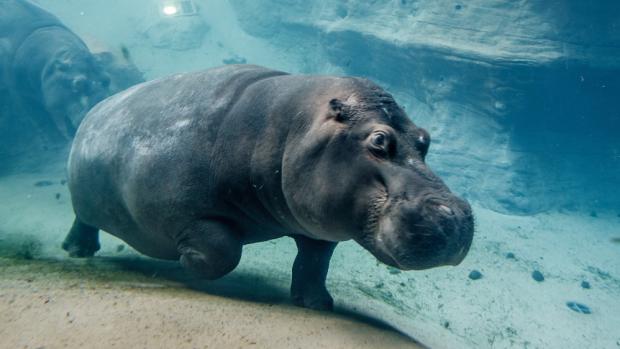 Ve Wrocławi má Váleček dvě partnerky: devatenáctiletou Rumbu a její devítiletou dceru Salsu. Foto: Miroslav Bobek, Zoo Praha
