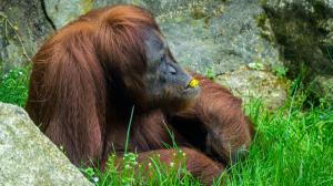 Mawar, foto: Petr Hamerník, Zoo Praha
