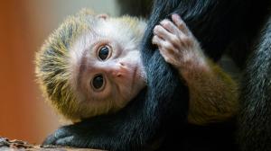 Olivově zelené mládě se narodilo samici Anastasii minulou středu. Foto Petr Hamerník, Zoo Praha