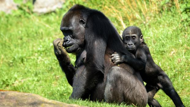 Foto: Petr Hamerník, Zoo Praha