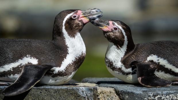 Foto: Petr Hamerník, Zoo Praha