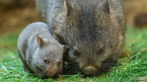 Aktuální mládě vombata je teprve druhým přírůstkem těchto podivuhodných vačnatců v Zoo Praha a současně i v Česku. Foto Petr Hamerník, Zoo Praha