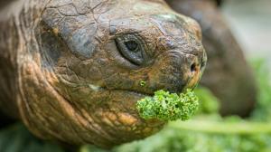 Želva sloní Eberhard, foto: Petr Hamerník, Zoo Praha