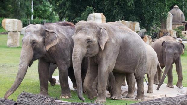 On Sunday, elephants will get a treat in the form of a special water melon cake. Photo (c) Tomáš Adamec, Prague Zoo