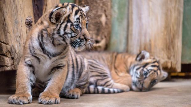 V neděli proběhne v Zoo Praha křest dvou mláďat vzácného tygra malajského. Foto: Petr Hamerník, Zoo Praha
