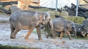 Donna se Sitou, foto: Petr Hamerník, Zoo Praha