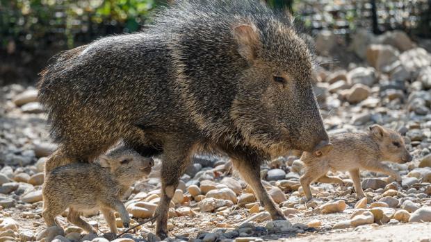 Pekari Wagnerův, foto: Petr Hamerník, Zoo Praha