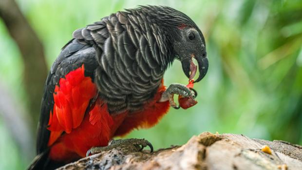 The Pesquet’s parrot in Rákos’ House. Photo: Petr Hamerník, Prague Zoo