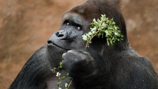 Richard, foto: Petr Hamerník, Zoo Praha