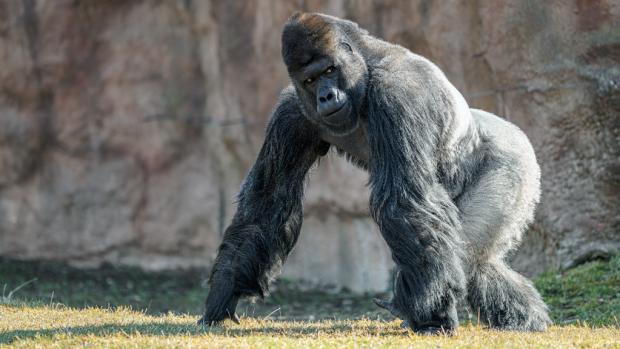 Gorilí samec Richard. Foto: Petr Hamerník, Zoo Praha