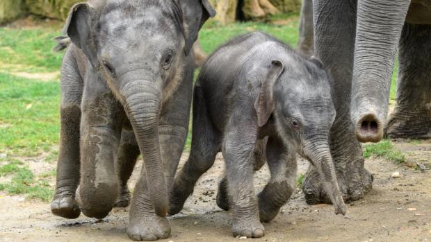 Letošní stoprocentně pražská slůňata ve venkovním výběhu. Foto: Petr Hamerník, Zoo Praha