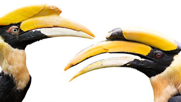 Seeta and Radja – Great Indian Hornbills. Source: Prague Zoo