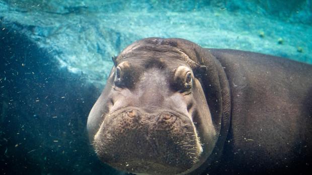 Foto: Petr Hamerník, Zoo Praha