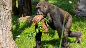 Nuru a krmný enrichment, foto: Petr Hamerník, Zoo Praha