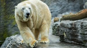 Samec ledního medvěda Tom ještě v Zoo Praha. Foto: Petr Hamerník, Zoo Praha