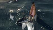 A digital recontruction of a humback whale trap feeding. Credit J. McCarthy