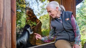 Jane Goodall při jedné ze svých předešlých návštěv v Zoo Praha. Foto: Khalil Baalbaki, Zoo Praha